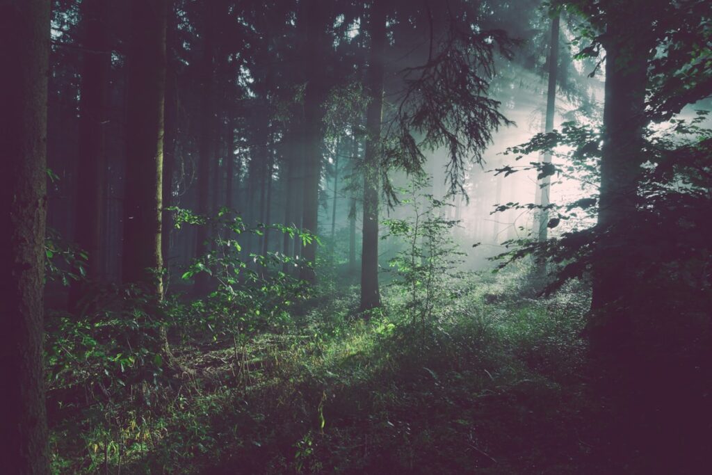 Beautiful forest and trees