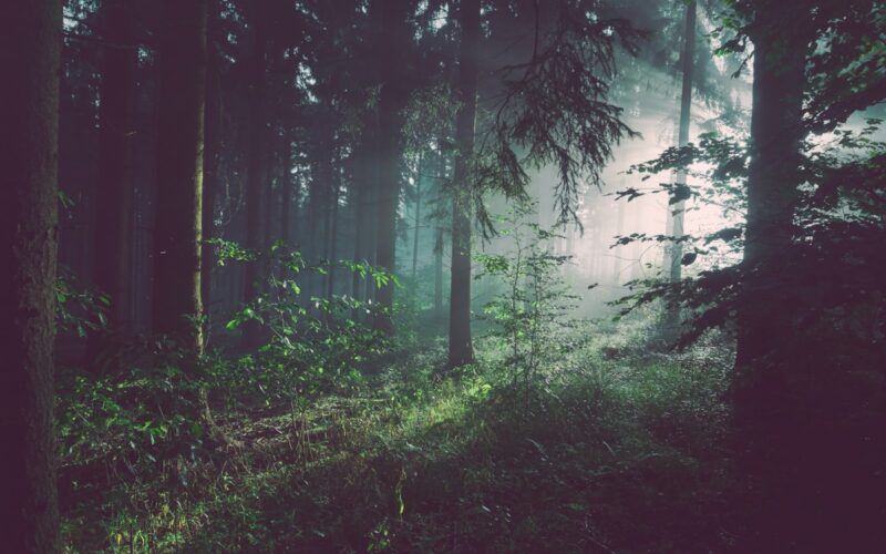 Beautiful forest and trees