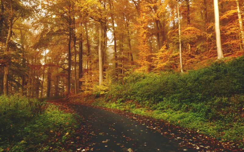 Green trees and environment